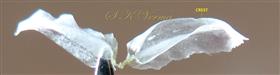  Bracteoles